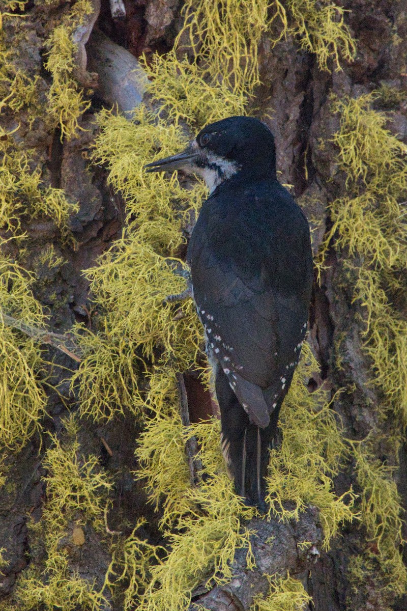 Black-backed Woodpecker - ML594430951