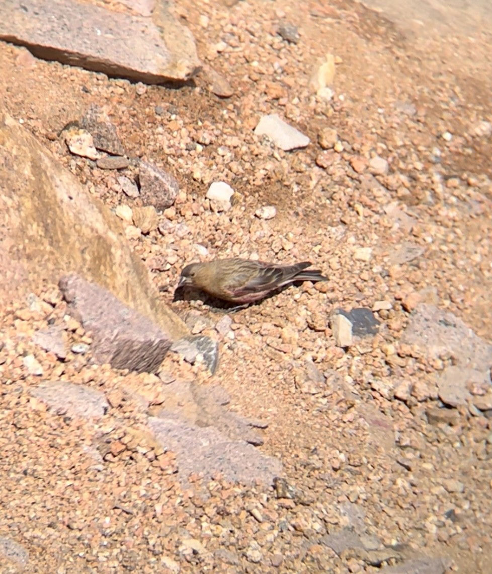 Brown-capped Rosy-Finch - ML594430991