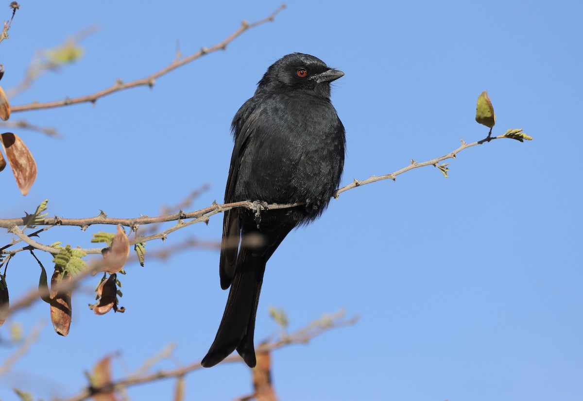 Fork-tailed Drongo - ML594432141