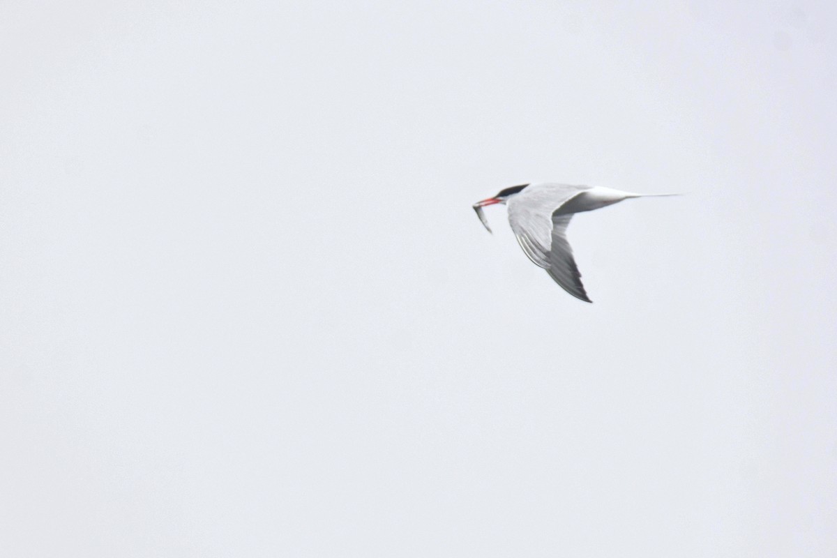 Common Tern - ML594435111