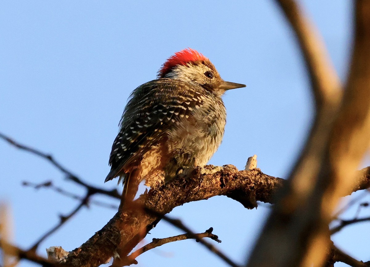 Cardinal Woodpecker - ML594438241