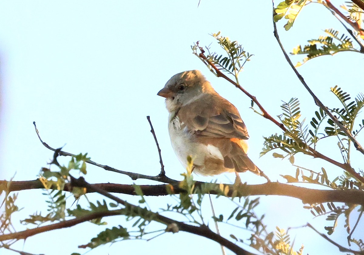 Southern Gray-headed Sparrow - ML594438411