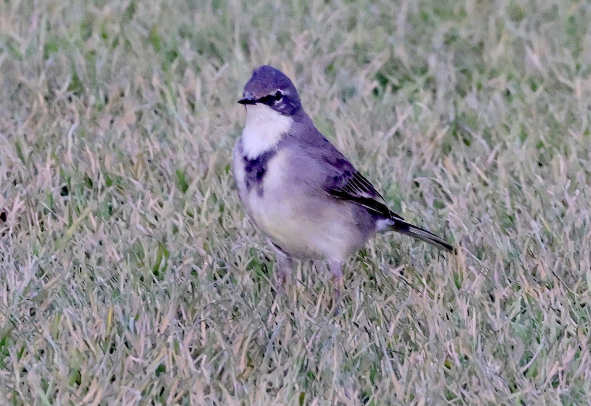 Cape Wagtail - ML594439241