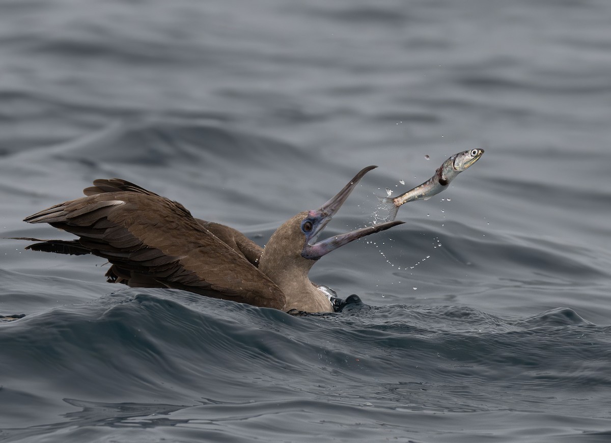 Red-footed Booby - ML594441931