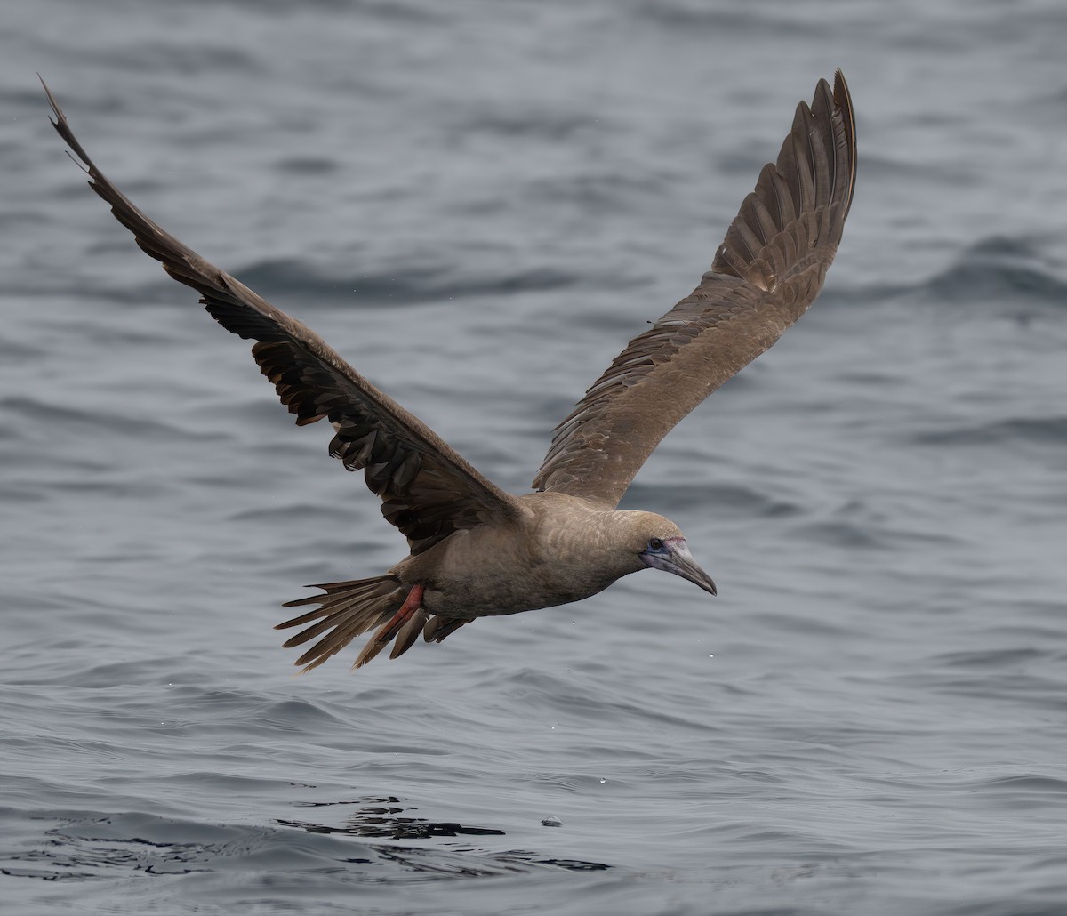 Red-footed Booby - ML594441991