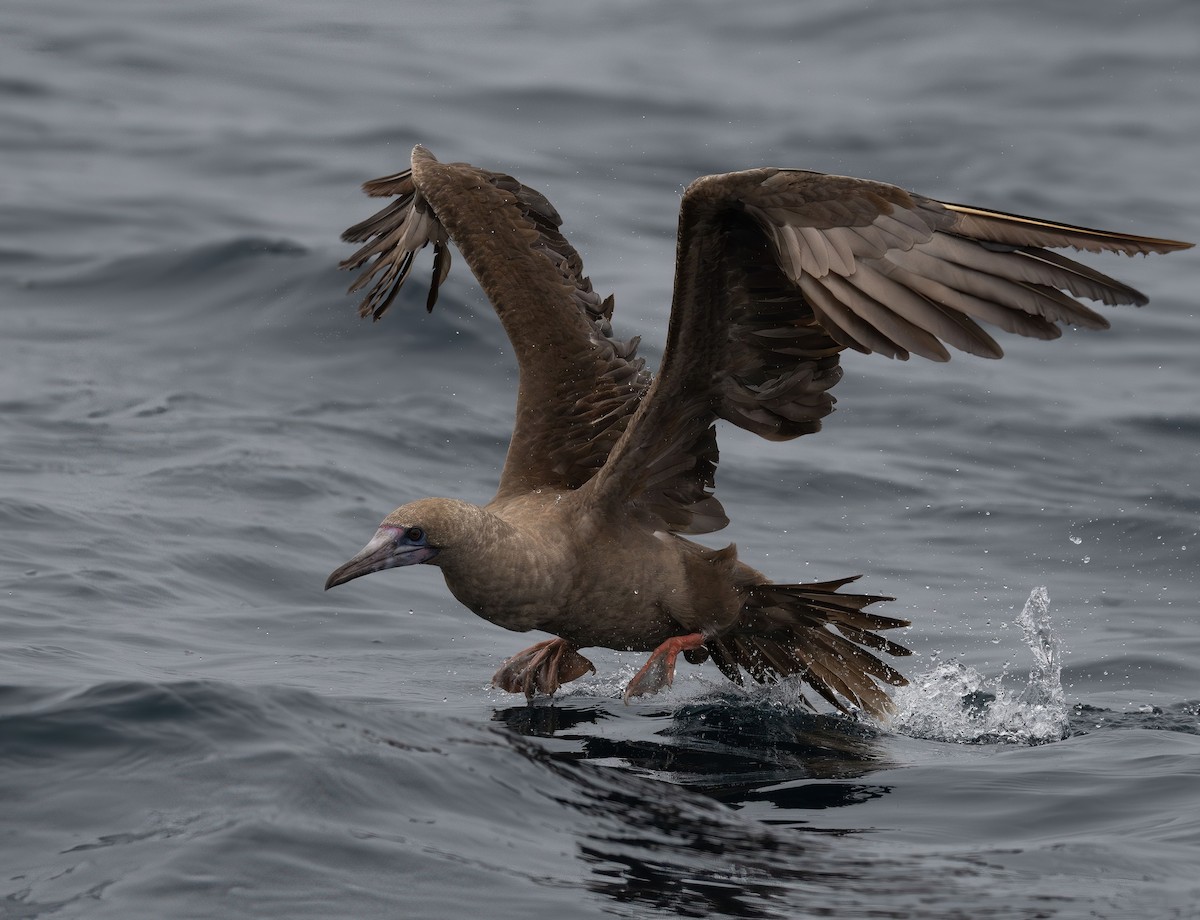 Red-footed Booby - ML594442011