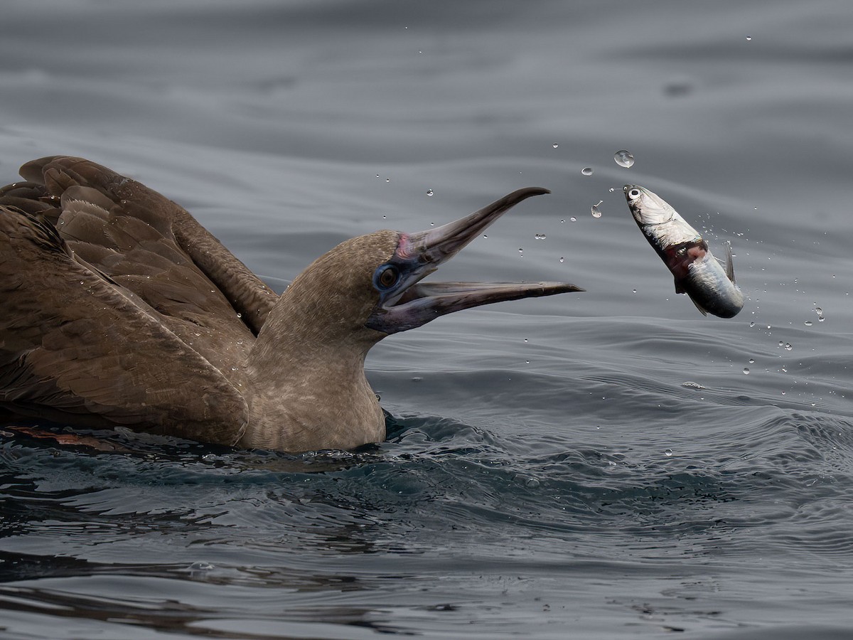 Red-footed Booby - ML594442541