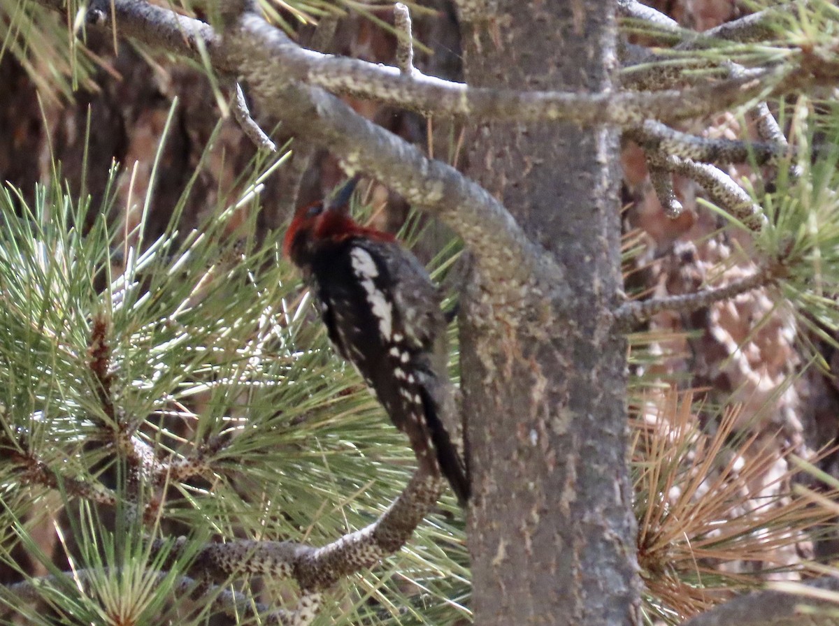Red-breasted Sapsucker - ML594444801