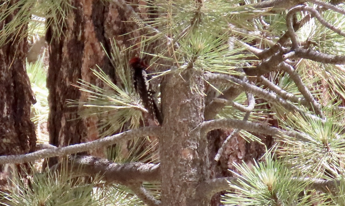 Red-breasted Sapsucker - ML594444841