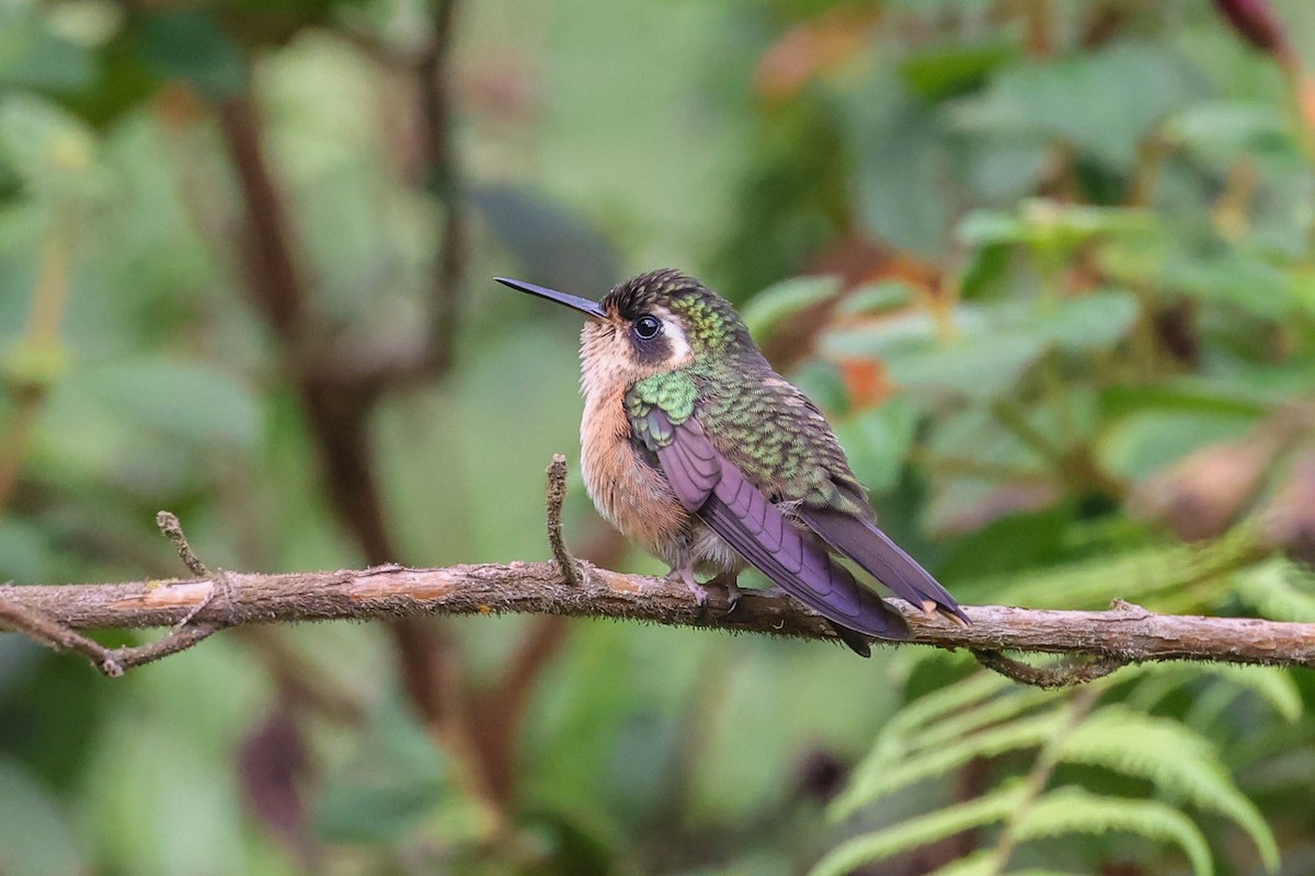 Speckled Hummingbird - ML594445201