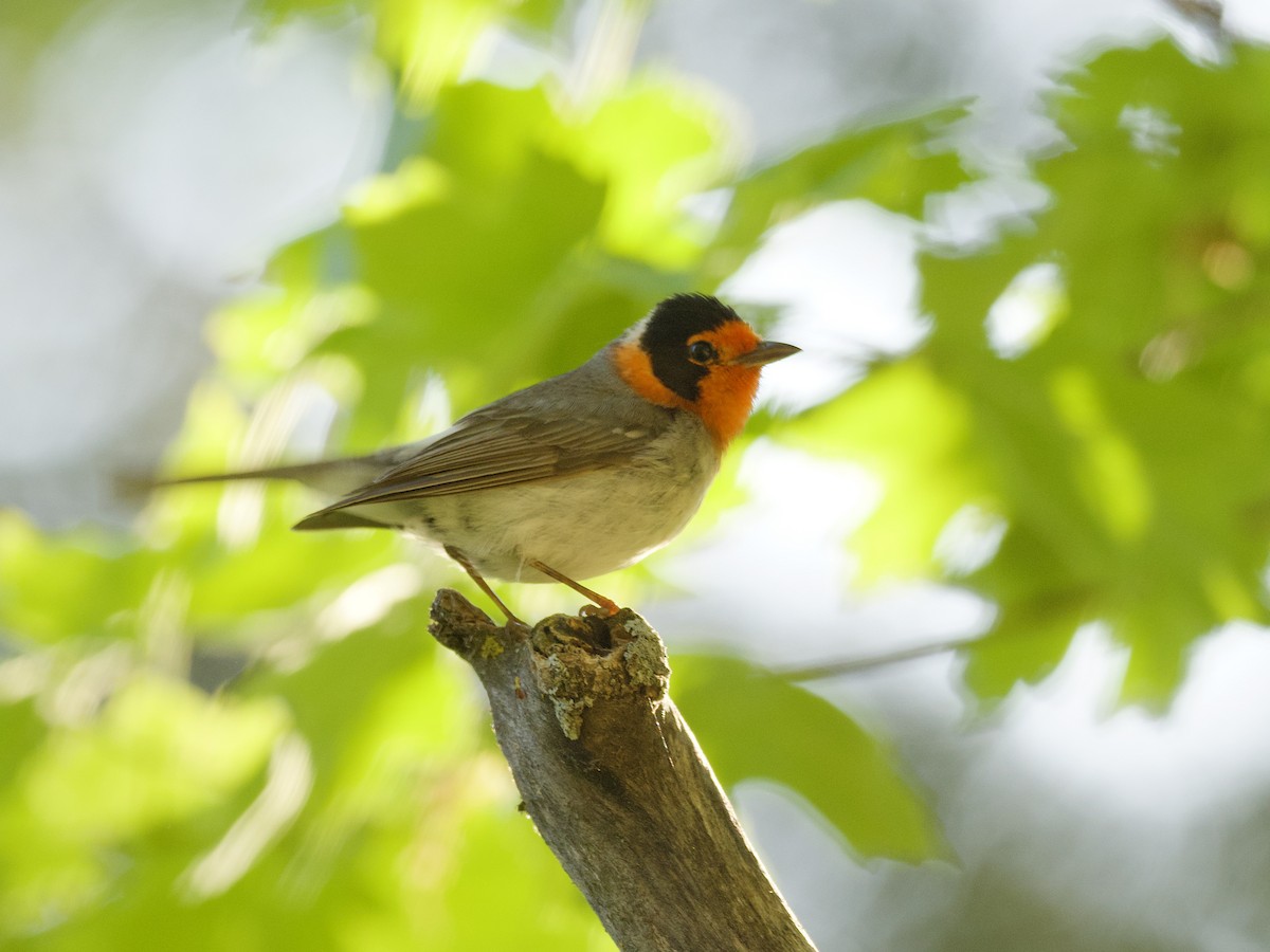 Red-faced Warbler - Sochetra Ly