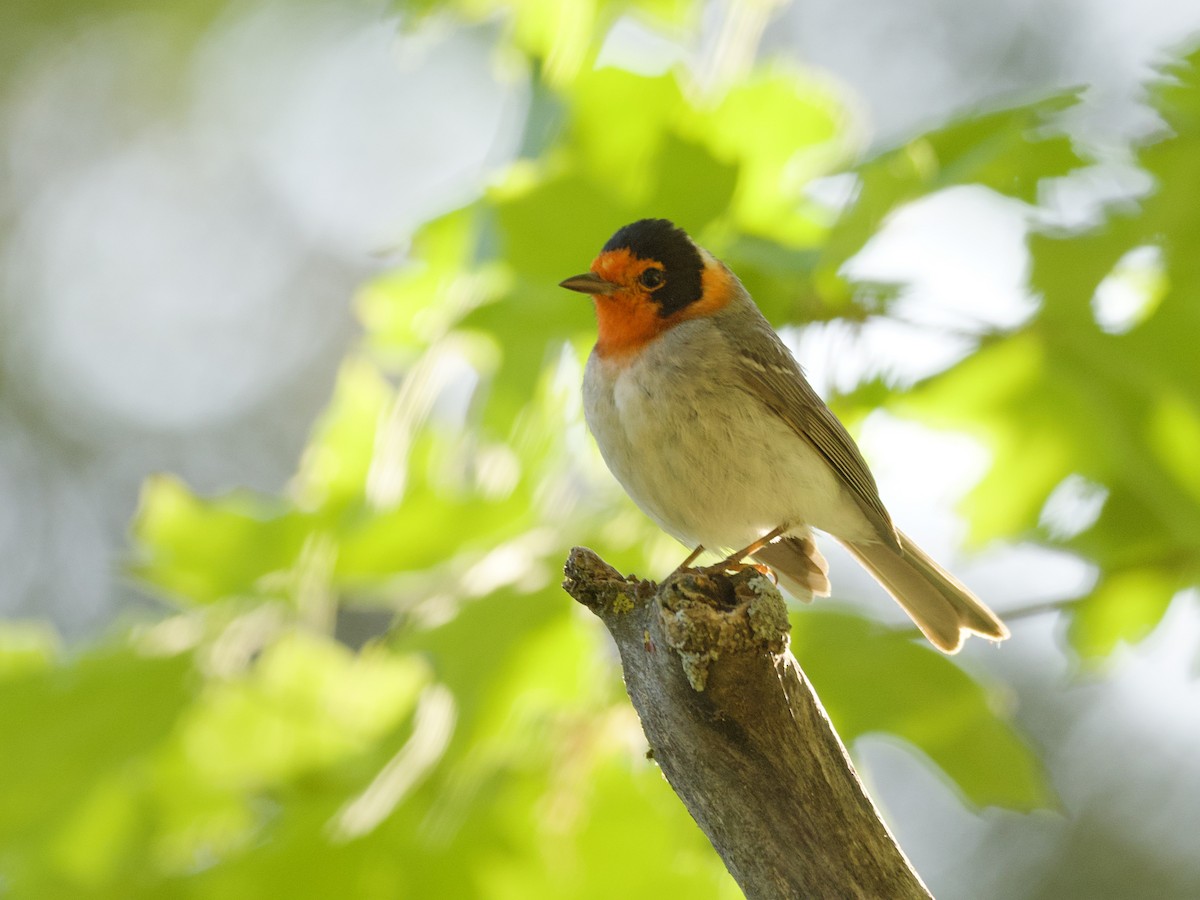 Red-faced Warbler - Sochetra Ly