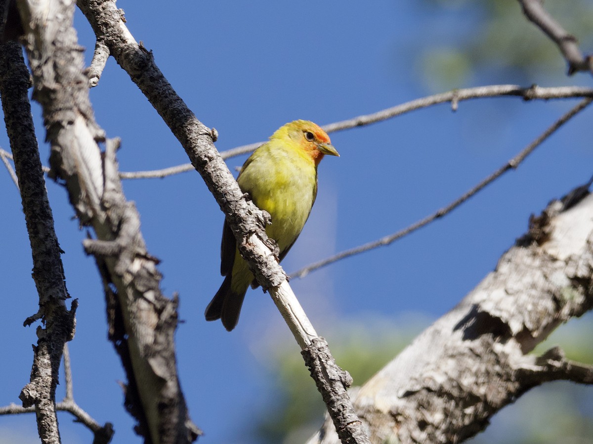 Western Tanager - ML594447601