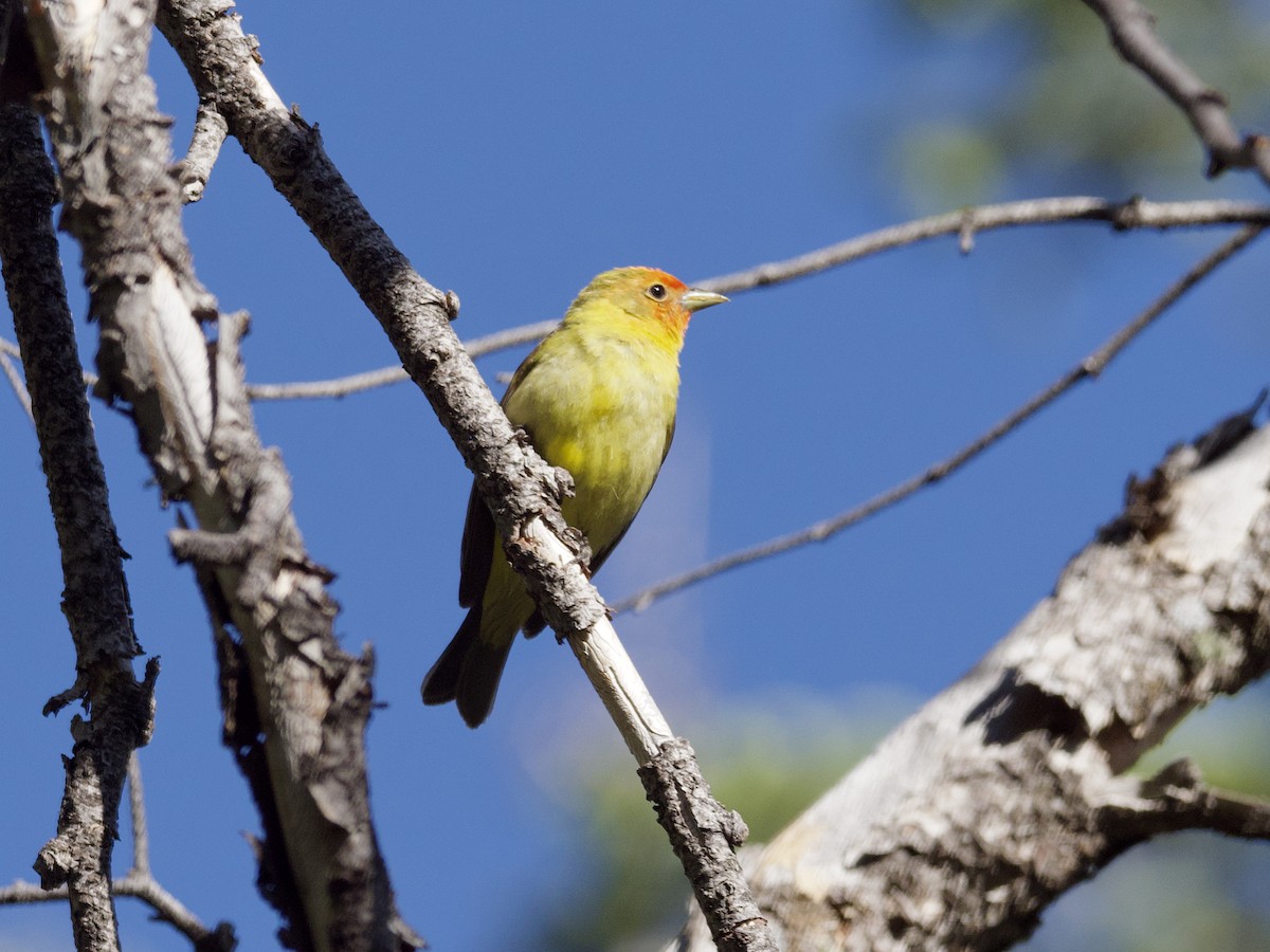 Western Tanager - ML594447611