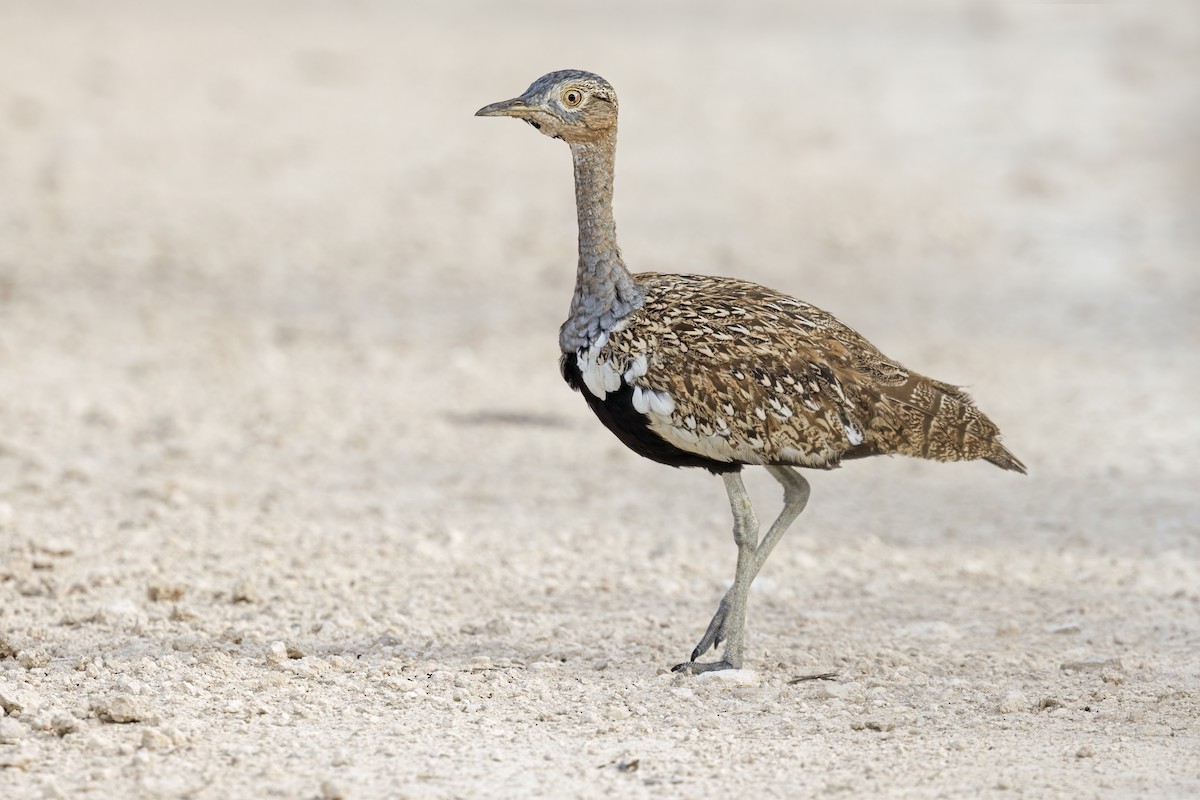 Red-crested Bustard - ML594449091