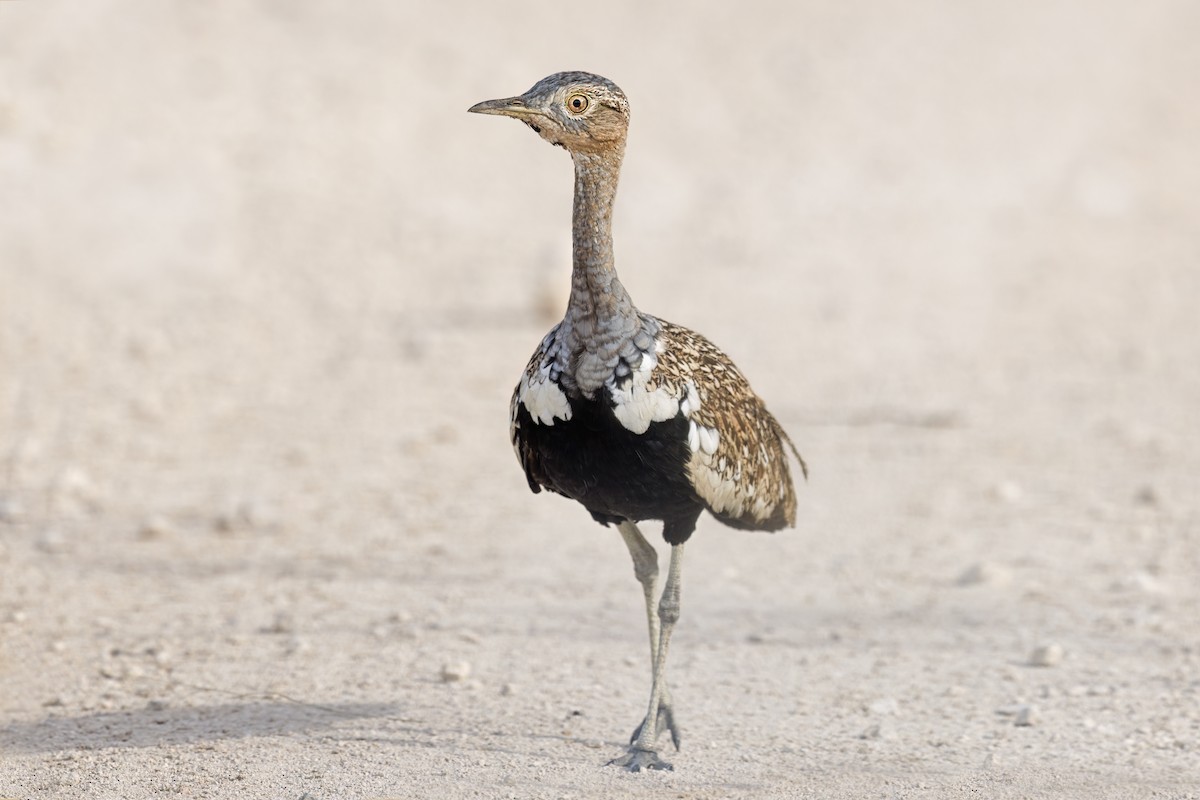 Red-crested Bustard - ML594449111