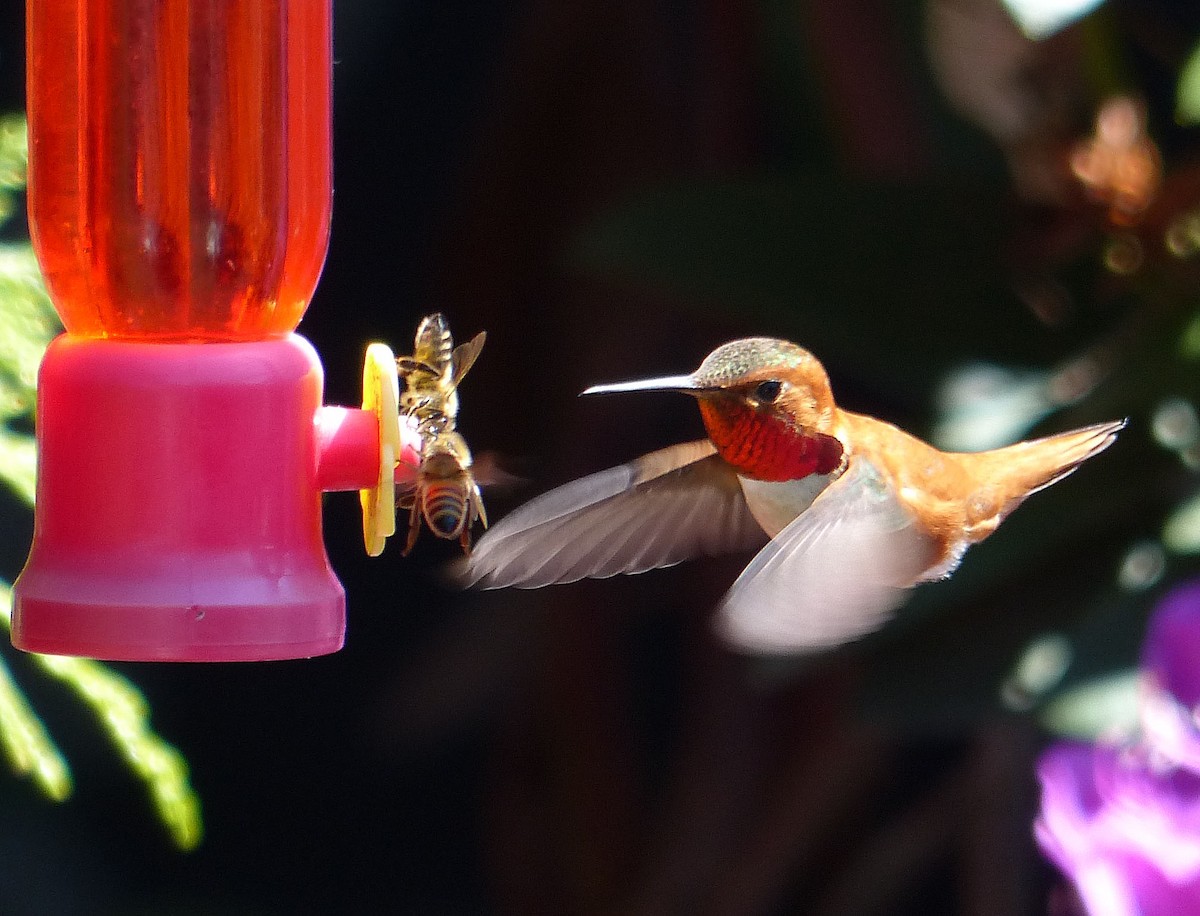 Rufous Hummingbird - Charlotte Byers
