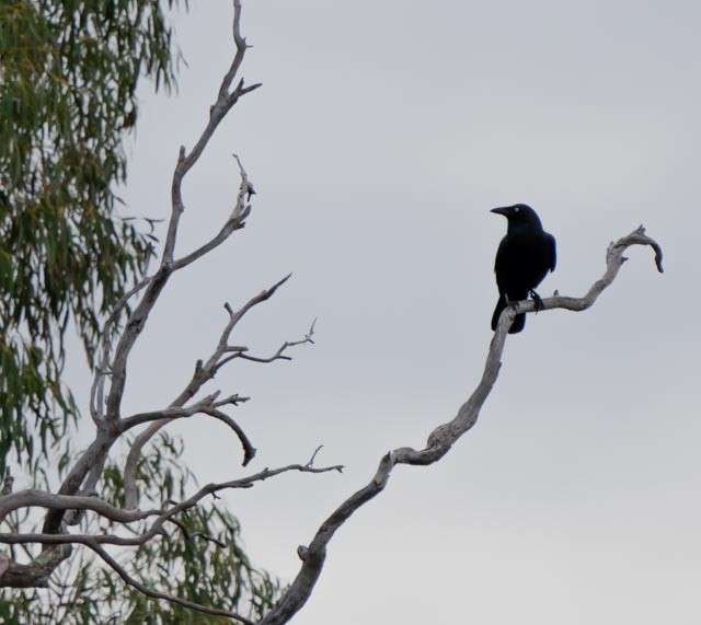 Corbeau de Tasmanie - ML594452311