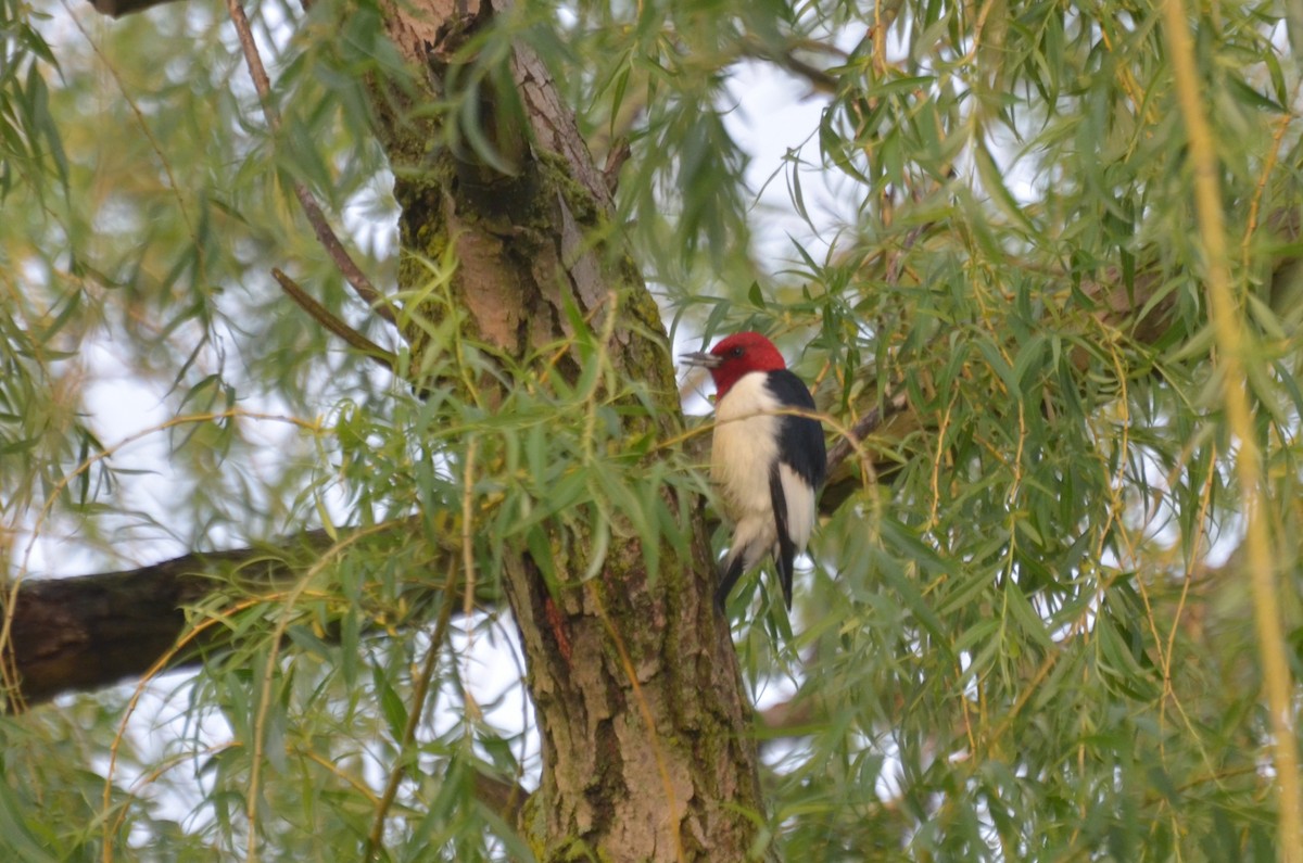 Red-headed Woodpecker - Manish  Kumar
