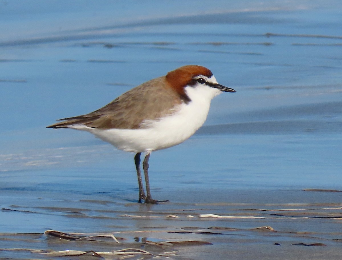 Red-capped Plover - ML594455941