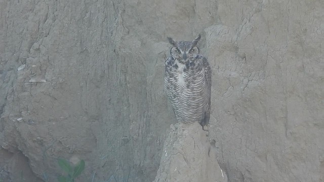 Great Horned Owl - ML594456491