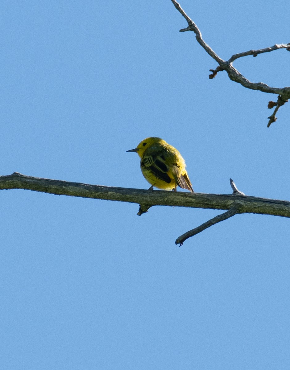 Yellow Warbler - ML594457471