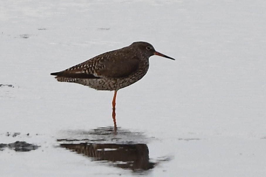Spotted Redshank - ML594459821