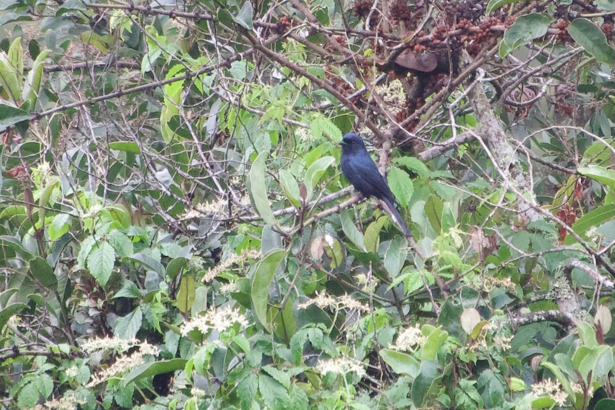 Square-tailed Drongo - ML594459871