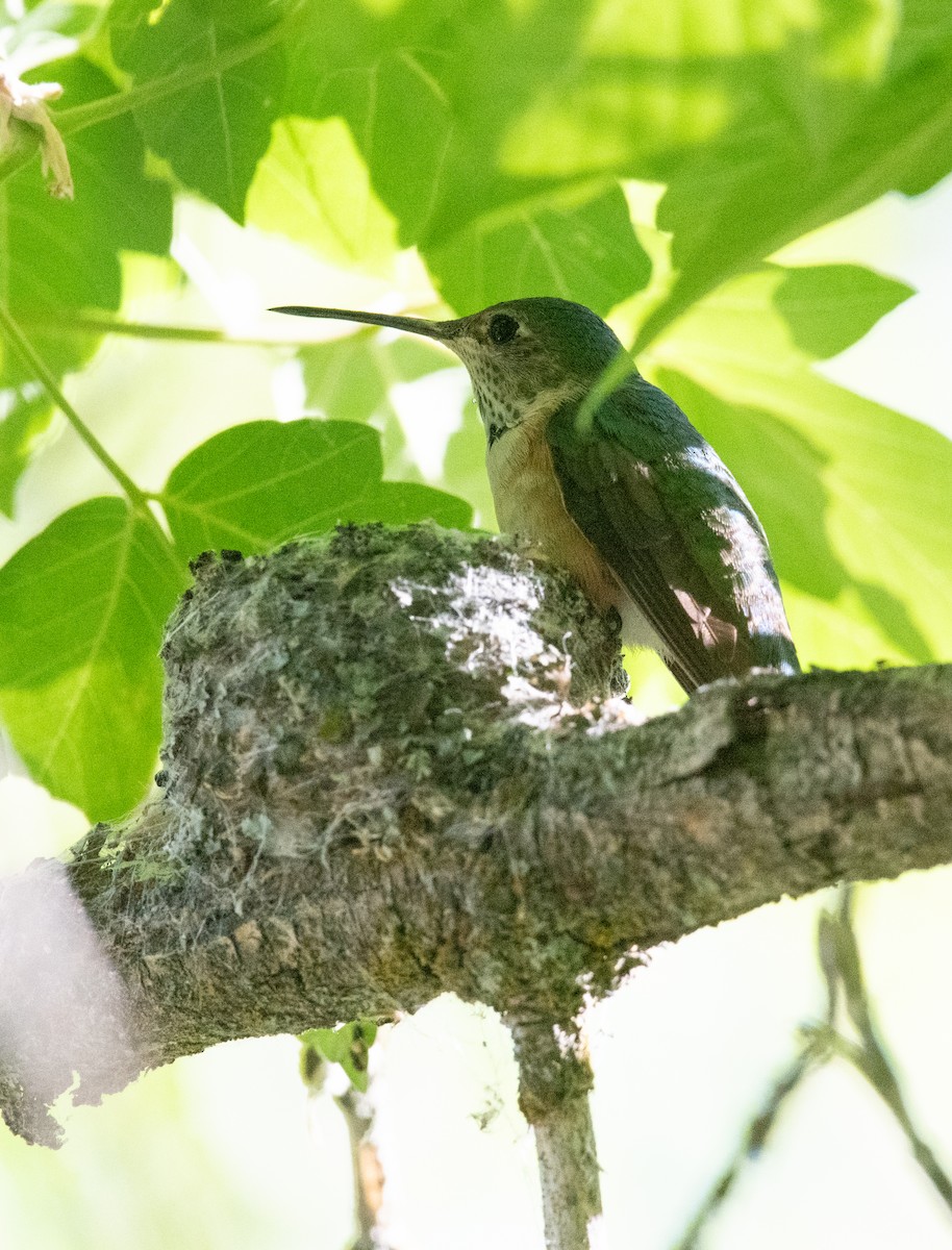 Broad-tailed Hummingbird - ML594461501