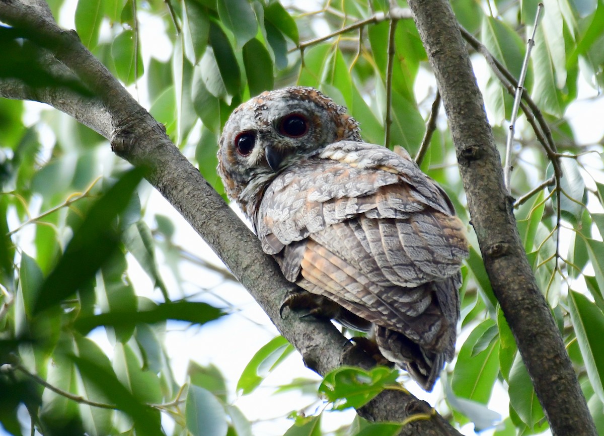 Mottled Wood-Owl - ML594462171