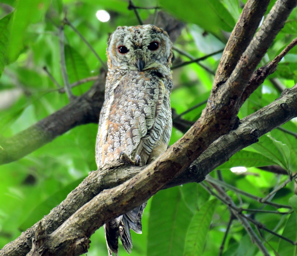 Mottled Wood-Owl - ML594462281