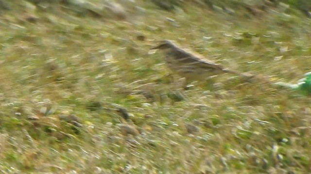 Rosy Pipit - ML594462931