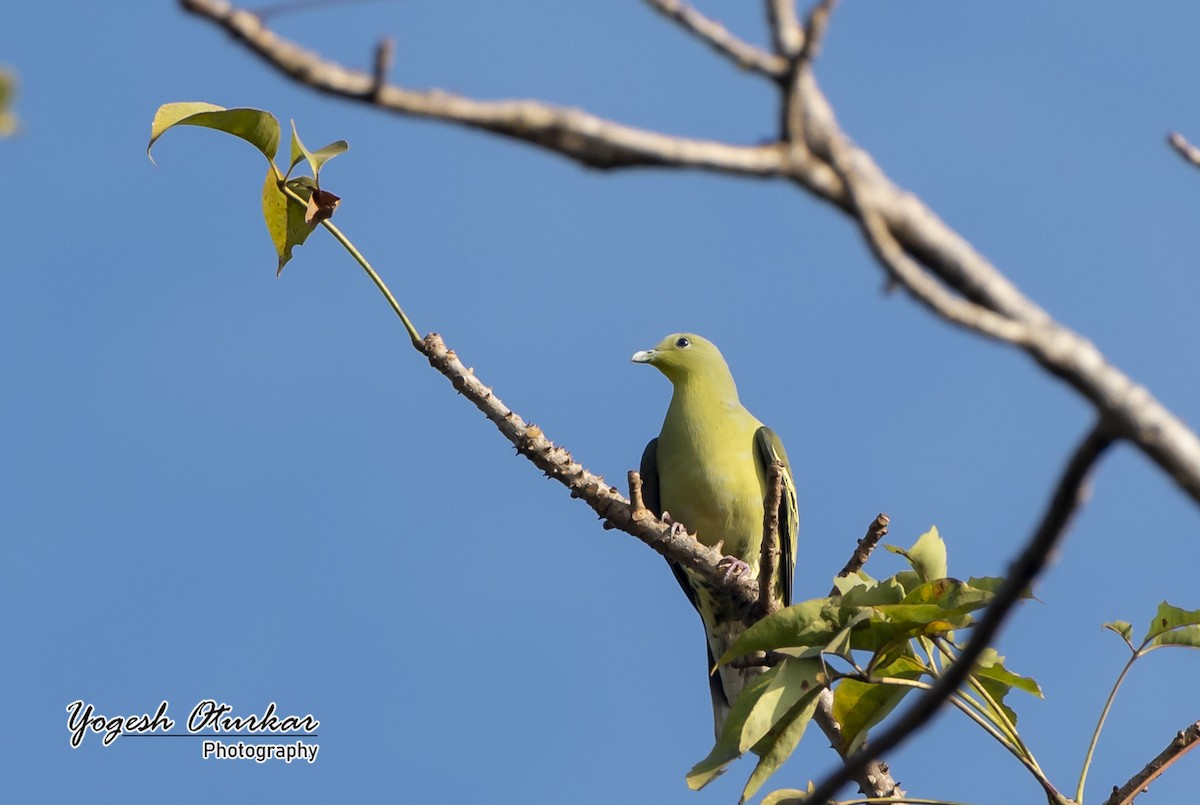 Gray-fronted Green-Pigeon - ML594475221