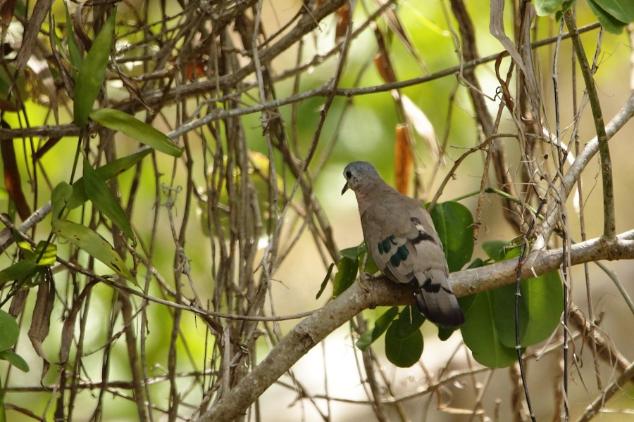 Emerald-spotted Wood-Dove - ML594476211