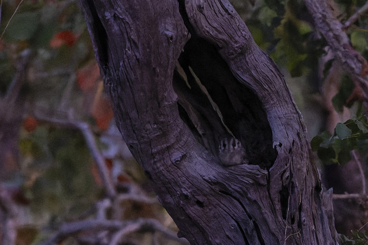 Australian Owlet-nightjar - ML594476781