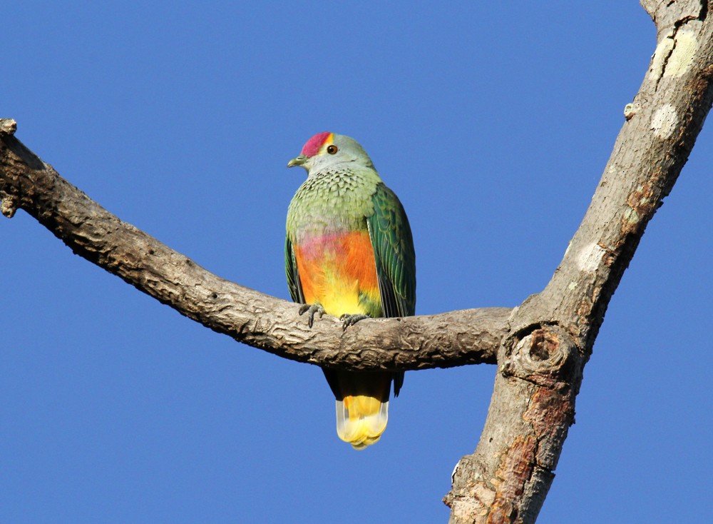 Rose-crowned Fruit-Dove - ML594478691