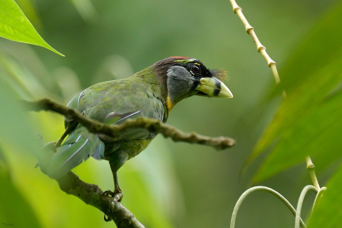 Fire-tufted Barbet - ML594482941