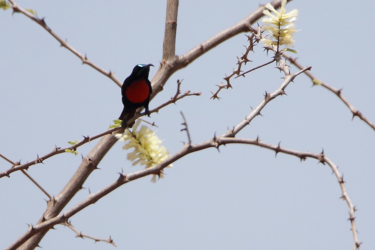 Hunter's Sunbird - ML594484571