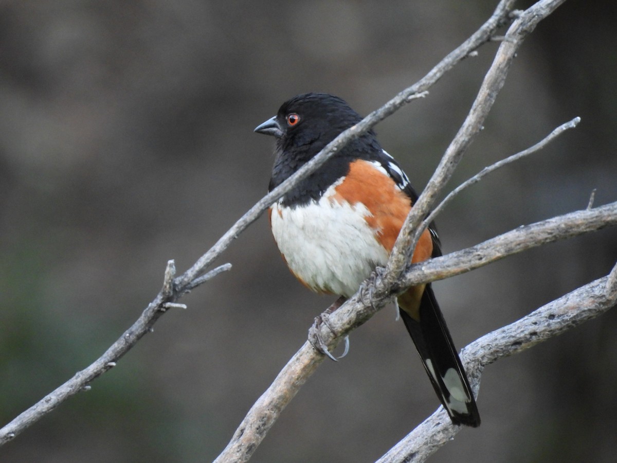 Spotted Towhee - ML594486401