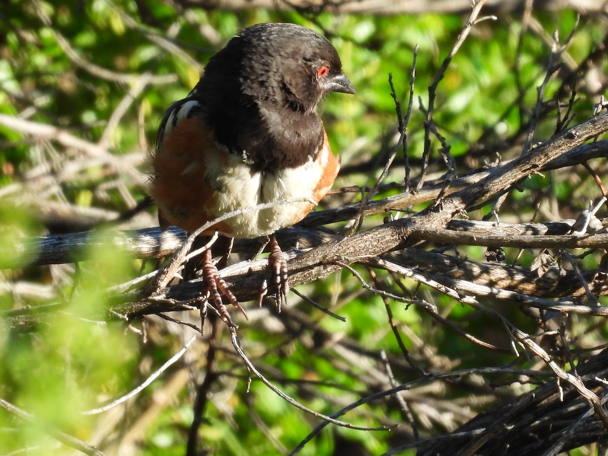 Spotted Towhee - ML594486411