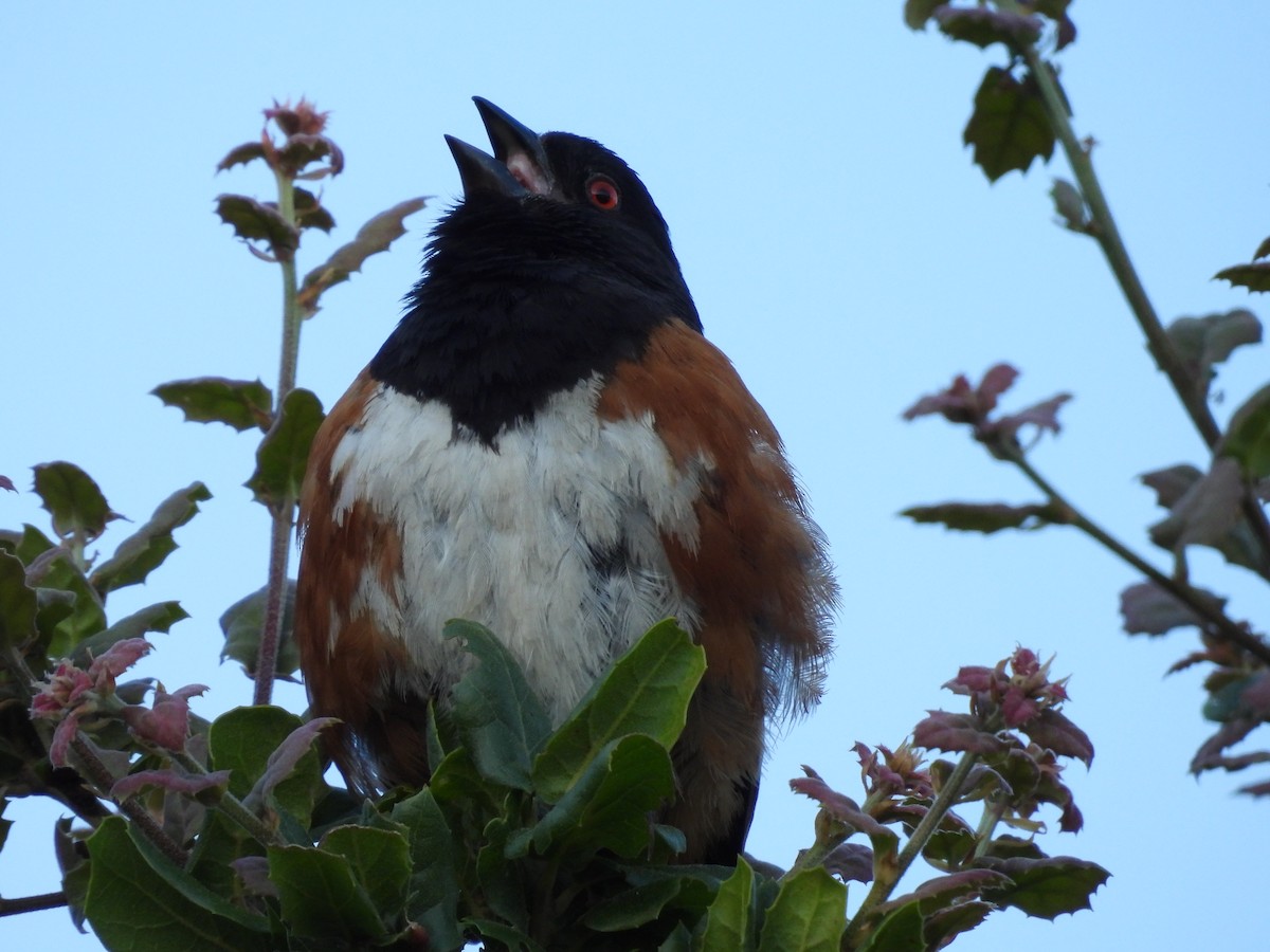 Spotted Towhee - ML594486421