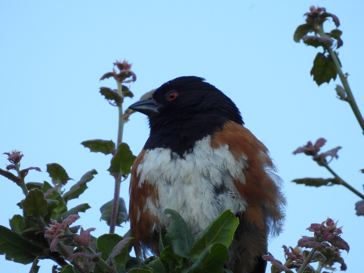 Spotted Towhee - ML594486431