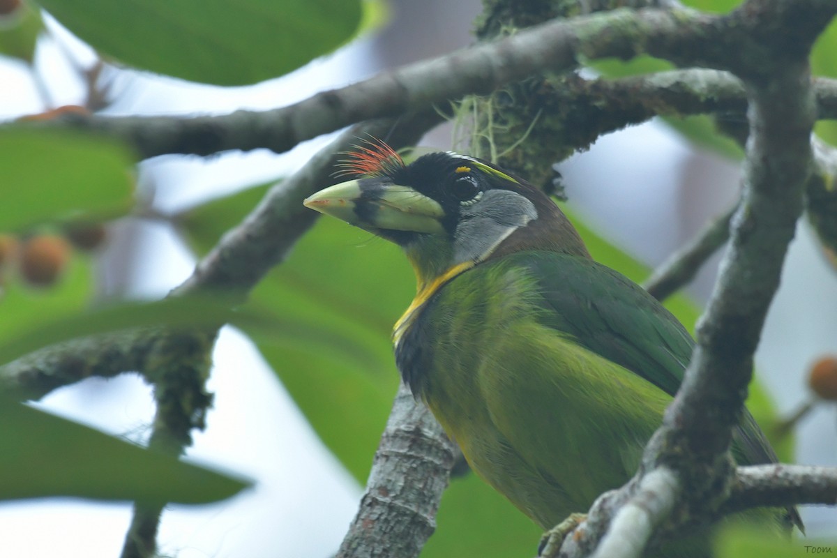 Fire-tufted Barbet - ML594489371