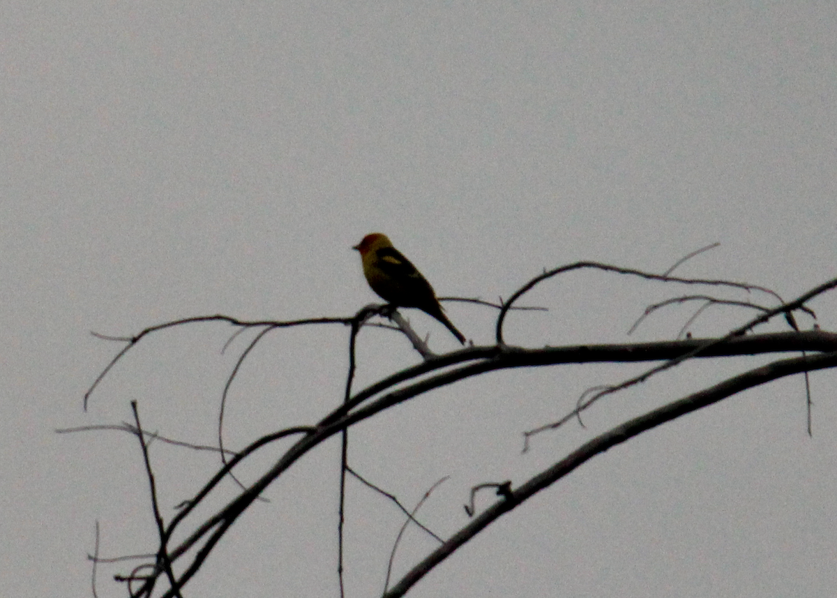 Western Tanager - ML594495401