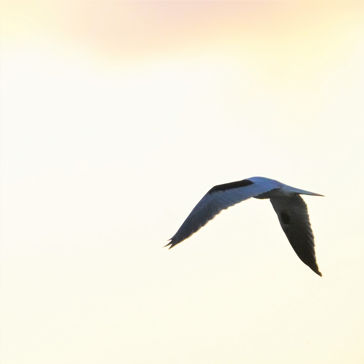 Black-shouldered Kite - ML594497111