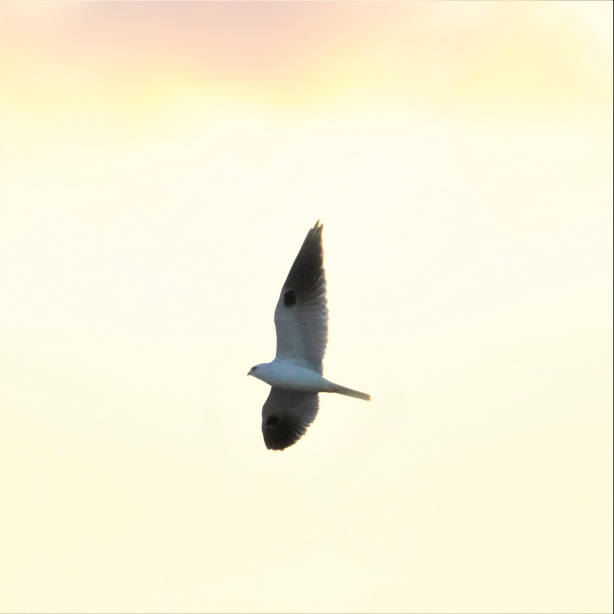 Black-shouldered Kite - ML594497121