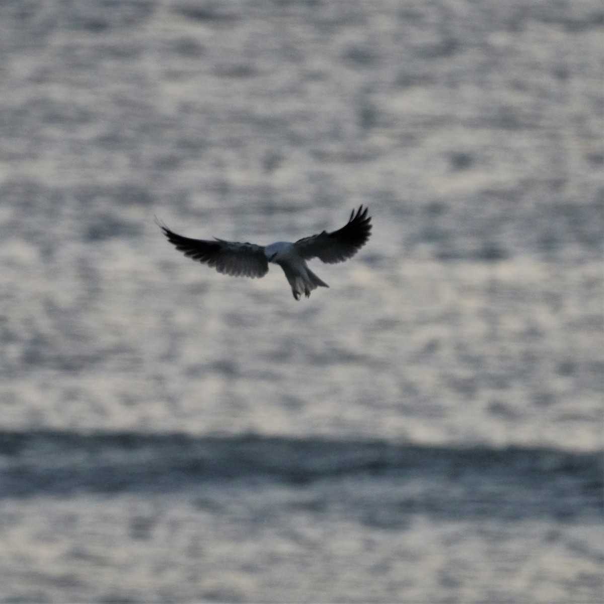 Black-shouldered Kite - ML594497131