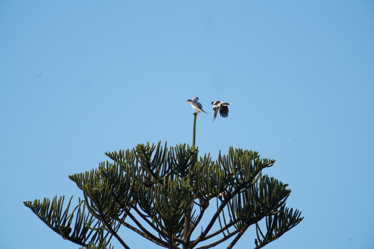 Black-shouldered Kite - ML594503501