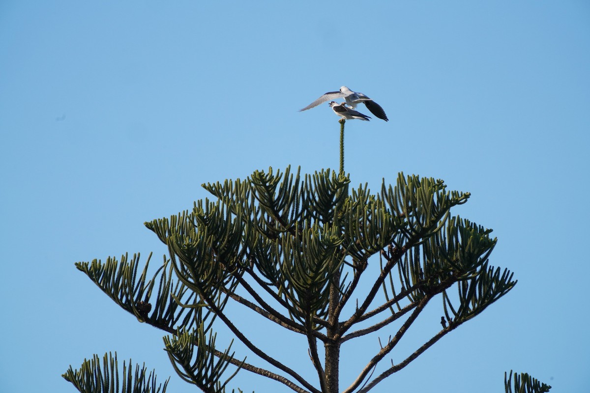 Black-shouldered Kite - ML594503591