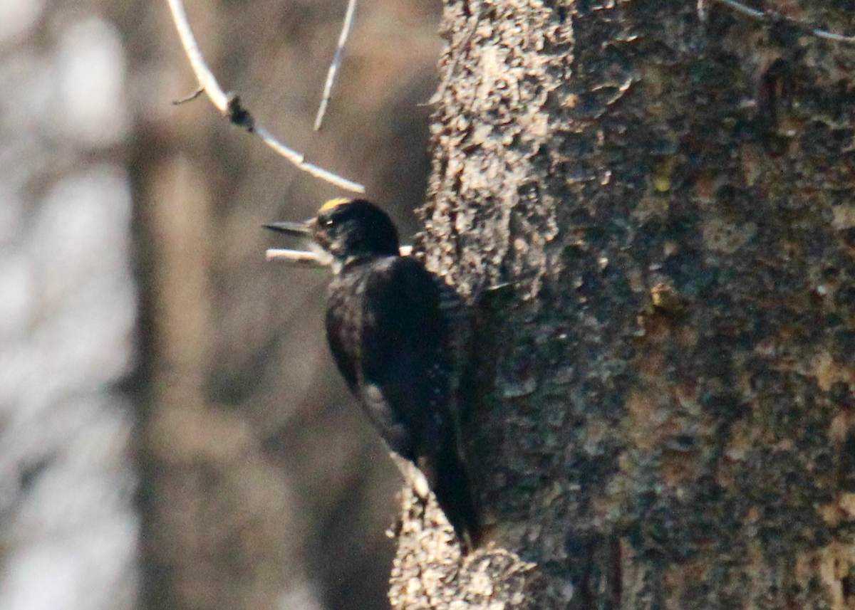 Black-backed Woodpecker - ML594510021